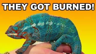 What to do if your chameleon has a burn!