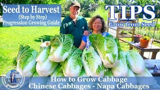 How to Grow Chinese Cabbage - Napa Cabbage  -  TIPS Growing Cabbage From Seeds