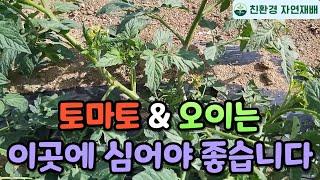 토마토 & 오이 쉽고 빠른 방법으로 많이 수확하기