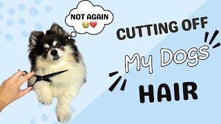 I CUT Off My Dog’s Fur ️ | You Won’t Believe the After  | TikTok BTS 