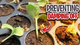 How to Prevent Fungus in Seedlings?