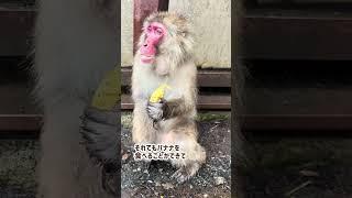 【高尾山さる園】もぐもぐコンブくん　#monkey