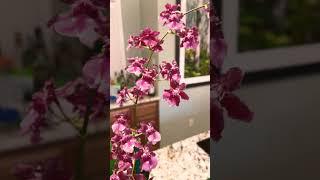 Oncidium Sharry Baby ‘Red Fantasy’ | New Fragrant Orchid from Houston’s Orchid Express #shorts