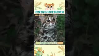 豹貓也是貓#豹貓 #亞洲豹貓 #國家二級保護動物 #萌到爆炸了?? #動物世界