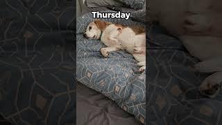 It's a Hard Life for a Beagle!
