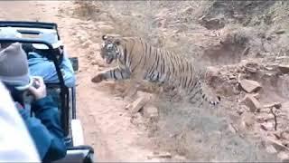 Tiger close encounter.  Ranthambhore safari with vipul jain guide