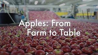 Apples: From Farm to Table