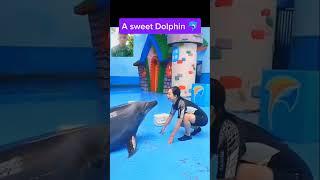 A sweet Dolphin 