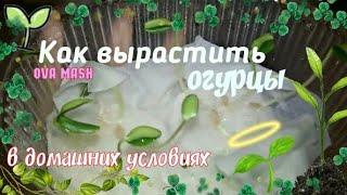 КАК ВЫРАСТИТЬ ОГУРЦЫ ДОМА? Ova Mash