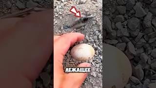 Никогда не поднимай Это Яйцо! #животные