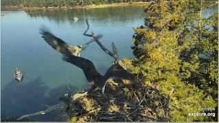 Explore Hog Island osprey Halley's fish stolen