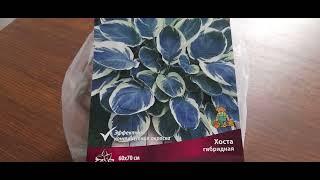 #hosta #orionsbelt / Хоста гибридная Орионз Белт ( лат. hosta hybrid). Как правильно выбрать хосту.