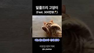 화제의 알콜프리 고양이