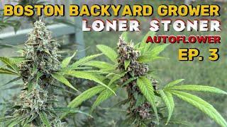 Autoflower Cannabis Outdoor Grow 2024 Week 5-9 | Loner Stoner Autoflowers