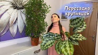 Пересадка крупняшей: фикус, калатея, хойи.