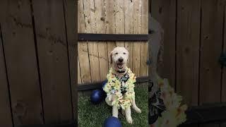 Thank you for 1,000 subscribers #thankyou #cutedog #dogball #fluffball #sunny