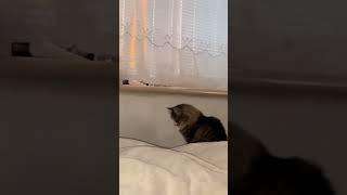 Позитивчик #catchat #деньсім #chicken #chat