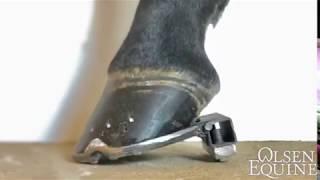 Therapeutic Shoeing for a torn Deep Digital Flexor Tendon