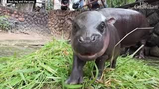 Moo Dang Baby Hippo Dance | Song A Day #5748