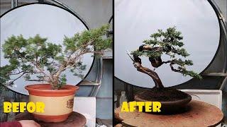 How to bend a bonsai - great bonsai bending skills #188