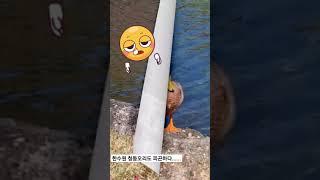 (에너지타임즈 #shorts) 경주에 있는 한수원 본사 연못에서 청둥오리 한 마리가 졸고 있습니다.