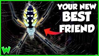 This Spider Will CURE Your Arachnophobia - The Garden Spider