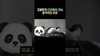 고양이가 다리에서 자는 충격적인 이유  #고양이자는위치 #고양이정보