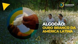 Caminhos da Reportagem | Algodão: ouro branco da América Latina