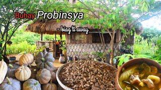 Harvest lots of squash and peanuts in our farm | Cook nilaga with kalabasa | Countryside life.