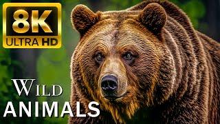 Ultimate Wild Animals Collection in 8K ULTRA HD / 8K TV