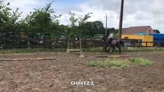 Chavez Z ( Cicero Z x Chellano Z ) - 2017 - Stallion EXTRA 1