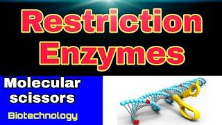 Restriction Enzymes | Endonucleases | Ibad's Biology