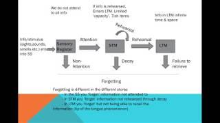 Memory - The Multi-Store Model & Capacity, Duration & Coding