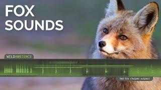 Fox Sound & Calls - Scary scream, barking call & other fox sounds at night.