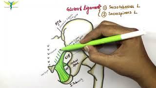 Gluteal ligaments | Sacrospinous and Sacrotuberous ligament | Anatomy | Knowing anatomy