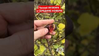 Урожай ИНЖИРА в СЕРЕДИНЕ НОЯБРЯ! Мороз -4 #инжир #урожайинжира #топ #сад #садоводство #садиогород