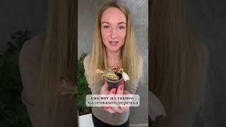 Бегонии ампельные