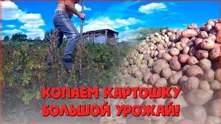 Копаем картошку //  ЛПХ-Кирсановы