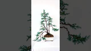 How to re-pot a Juniper Bonsai