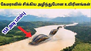 புராண கால உயிரினங்கள் #3 | Dangerous Animals That Existed | Tamil Amazing Facts | Mythical Animals