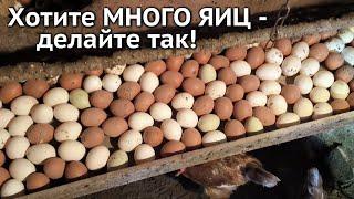 Хотите МНОГО ЯИЦ от своих курочек? Делайте так!