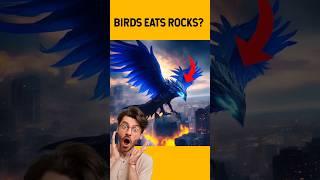 Birds Eats Rocks 🪨 ?  | #facts #factsaboutbirds #shorts