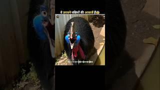 The Scariest Bird Sound #shorts #animals #birds