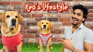 Reo Ka Daily Routine | Good Boy or Bad Boy | Anant Rastogi