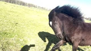 Freyja  enjoying  her new paddock Friesian horses life