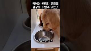 "너 자꾸 이러면 안녕이야.." 밥먹다 딱 걸린 댕댕이의 속내