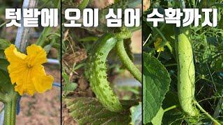 오이 심어 수확까지:: 모종 심기:: 지주대 세우기:: 오이망:: how to grow cucumber