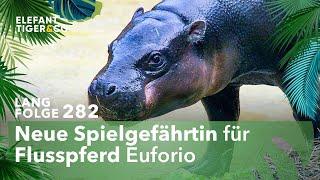 Neues Flusspferd für den Zoo Leipzig! (Langfolge 282) | Elefant, Tiger & Co. | ARD