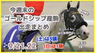 【ゴールドシップ】今週末のゴールドシップ産駒出走情報メイショウタバルが神戸新聞杯に出走！