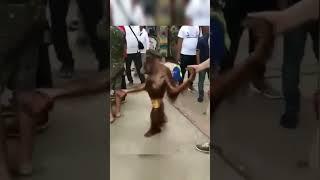 Monkey Tasting jio Wire #monkey #comedy #viral #shorts #shortvideo